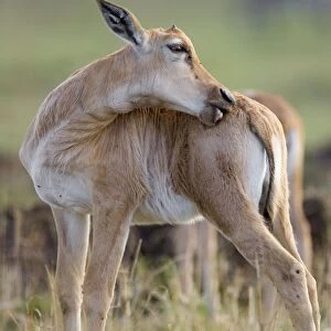 Topi - young topi calf with horns just beginning to grow - Masai Mara Reserve - Kenya