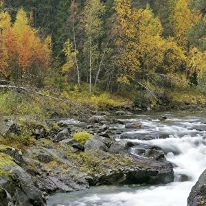 Torrent in autumn running over rocks through forest Hedmark, Norway
