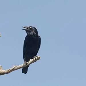 Torresian Crow Found in a wide range of habitats in much of Australia except for southern areas. At Manning Gorge, Gibb River Road, Kimberley, Western Australia