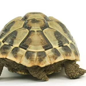 Tortoise - rear view in studio