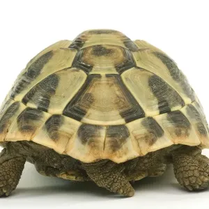 Tortoise - rear view in studio Tortoise - rear view in studio