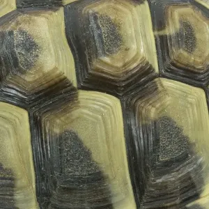 Tortoise - shell Tortoise - shell