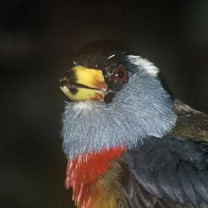 Toucan Barbet Distribution: Andes. Colombia & Ecuador