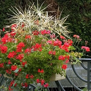 Town floral display of trailing geraniums & star shaped grasses - September Loire, France
