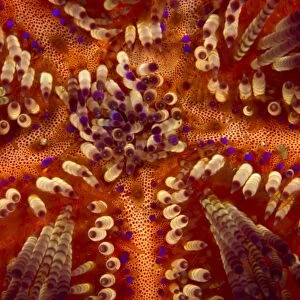Toxic Sea Urchin - Indonesia