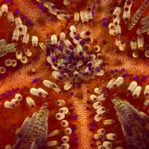 Toxic Sea Urchin - Indonesia Toxic Sea Urchin - Indonesia