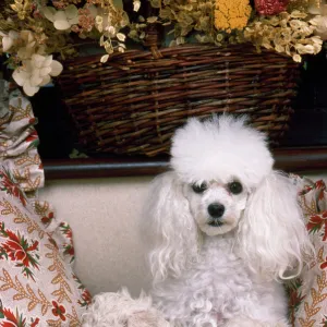 Toy Poodle Dog - with puppies