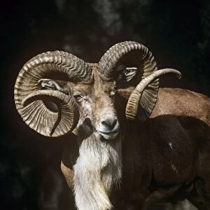 Transcaspian Mouflon Sheep - ram