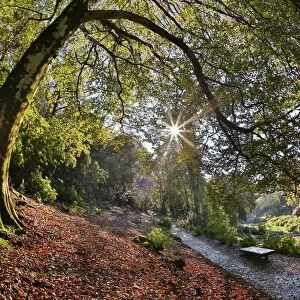 Trebah Garden - Cornwall - UK