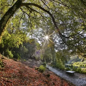 Trebah Garden - Cornwall - UK Trebah Garden - Cornwall - UK