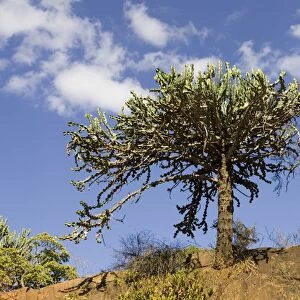Tree - Candelabra euphorbia in Tsavo National Park West, Kenya, East Africa
