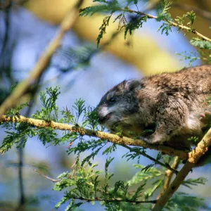 Tree Hyrax