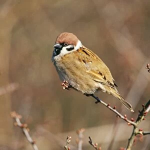 Tree Sparrow CK 3140 Passer montanus © Chris Knights / ARDEA LONDON