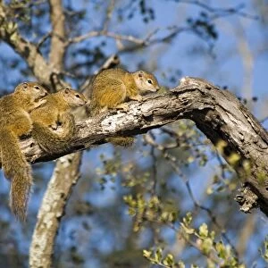 Tree Squirrels - group basking in early morning sun on tree branch - Biyamiti, Kruger National Park, South Africa