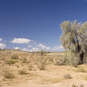 Tree on typical Kalahari Dune - Kalahari Desert - Kgalagadi National Park - South Africa