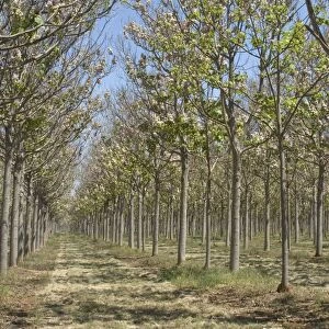 Trees in a Paulownia plantation in Queensland. Paulownia is a fast growing timber which can be coppiced to produce a continuing supply of timber light in weight and colour