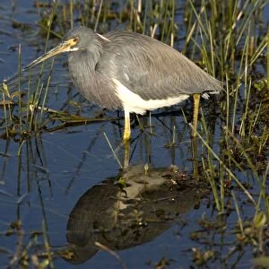 Tricoloured Heron - In water. USA