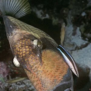 Triggerfish - & Cleaner Wrasse, this large Triggerfish sits quietly while the little Wrasse picks off parisites. Papua New Guinea