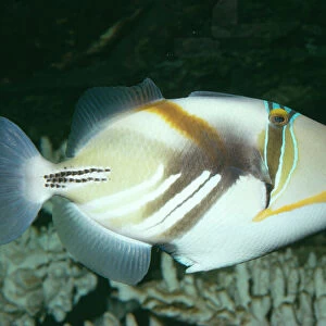 Triggerfish / Picasso / White-barred Fish