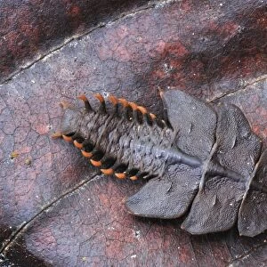 Trilobite Beetle - Gunung Leuser National Park - Northern Sumatra - Indonesia