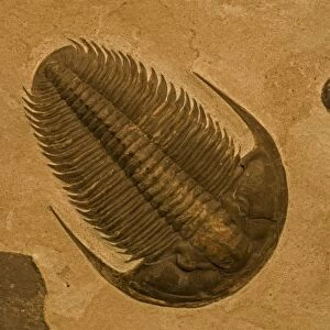 Trilobite Fossil - Yakutia Russia - Lower Cambrian