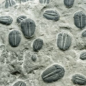 Trilobites Fossil - Cambrian Period
