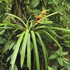 Tropical rainforest with bromeliad San Cipriano Reserve, Cauca, Colombia