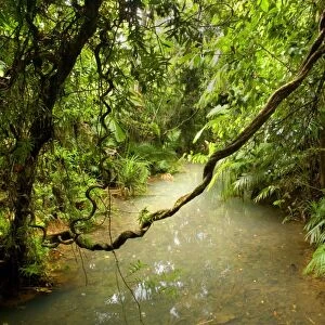 Tropical Rainforest - a calm creek meanders through lush tropical rainforest with lots of palm trees and air roots hanging from the trees - Daintree National Park, Wet Tropics World Heritage Area, Queensland, Australia