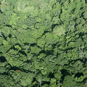 Tropical Rainforest Central Suriname Nature Reserve South America
