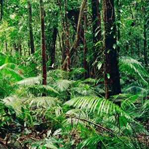 Tropical rainforest during rain Daintree National Park, Queensland, Australia JFL00162