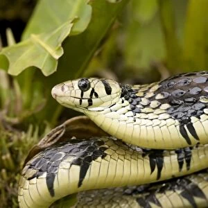 Tropical Rat Snake - defensive display - tropical rainforest - Costa Rica