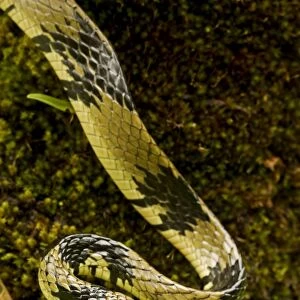 Tropical / Tiger Rat Snake - Costa Rica