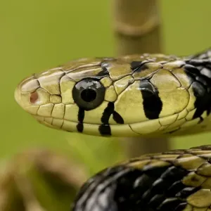 Tropical / Tiger Rat Snake - Costa Rica Tropical / Tiger Rat Snake - Costa Rica