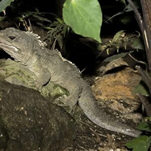Tuatara lizard. Rainbow Springs North Island New Zealand. Sphenodon is an ancient survivor from the Juassic period - the age of dinosaurs amd survives in limited numbers on some of New Zealands outlying islands where predators have been eliminated