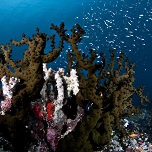 Tubastrea Micranthus Coral - Rasdhoo - North-Ari Atoll - Maldives