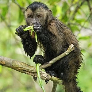 Tufted Capuchin / Brown Capuchin - feeding - Pacaya-Samiria Nationalpark - Iquitos - Peru