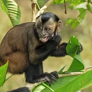 Tufted Capuchin / Brown Capuchin - Pacaya-Samiria Nationalpark - Iquitos - Peru