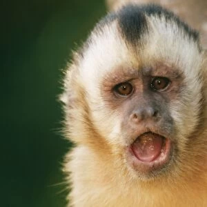 Tufted Capucin Monkey WAT 4452 Cebus apella © M. Watson / ARDEA LONDON