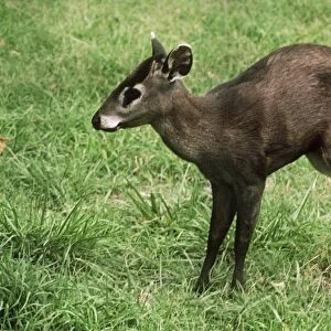 Tufted Deer Burma to China