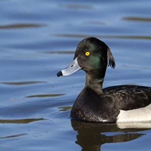 Tufted Duck - adult drake on water - Wiltshire - England - UK