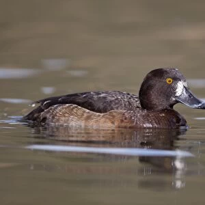 Tufted Duck - female - Cornwall - UK