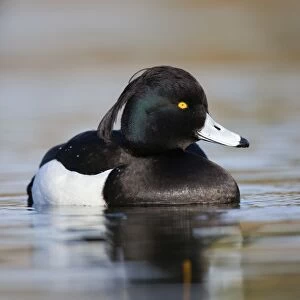 Tufted Duck - male - Cornwall - UK