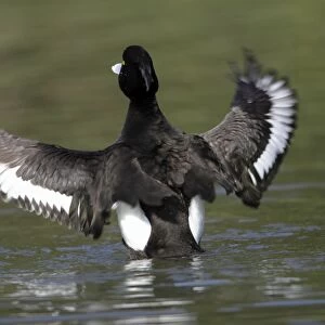 Tufted Duck - male flapping wings - on lake - Hessen - Germany