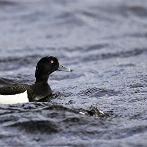 Tufted Duck - male. Varanger Fjord - Norway