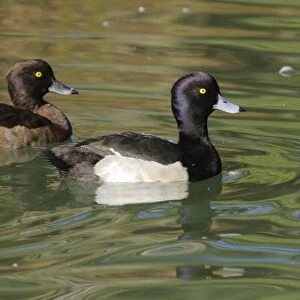 Tufted Duck - pair - Aude - France
