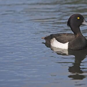 Tufted Duck - in water