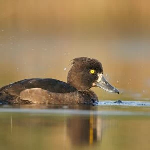 Tufted Duck. Waterlevel perspective of female. Cleveland, UK