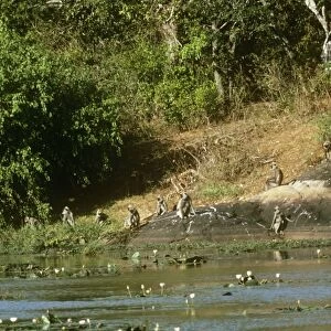 Tufted Grey Langur Monkey - troop at river Sri Lanka