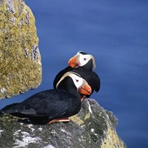 Tufted Puffin - pair
