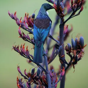 Tui, Parson Bird sucking nectar of flowering New Zealand Flax plant North Island, New Zealand